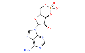 腺苷-3'，5'-环磷酸