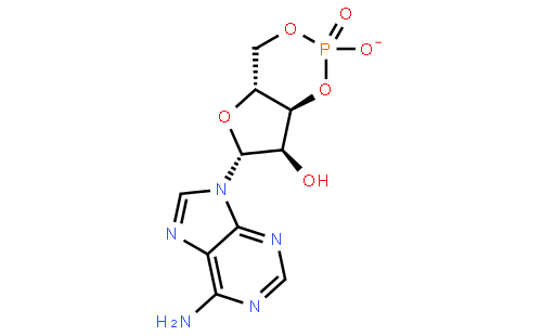 腺苷环磷酸酯
