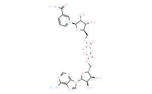 β-烟酰胺腺嘌呤二核苷酸	氧化型 [用于生化研究]