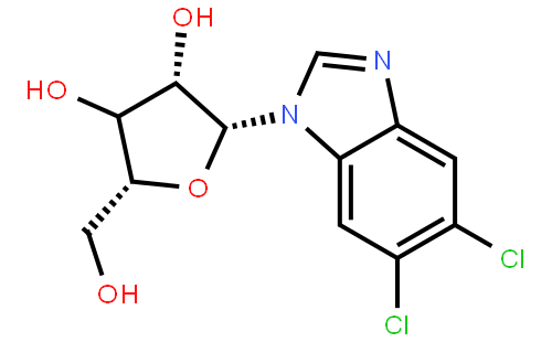 5,6-Dichloropurine-1-β-D-ribofuanosyl-H-benzimidazole