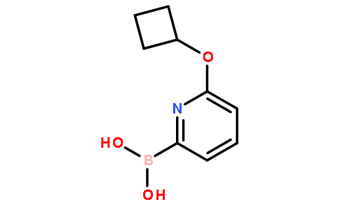 6-(Cyclobutoxy)pyridine-2-boronic acid