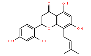 LeachianoneG