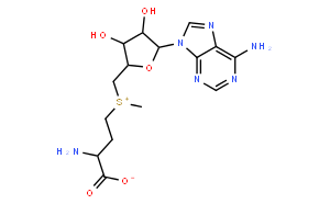 S-腺苷蛋氨酸