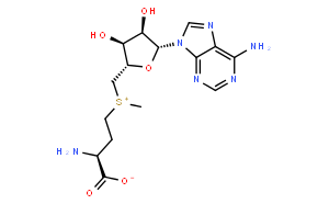 S-腺甘蛋氨酸
