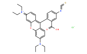 羅丹明 B 異硫氰酸酯