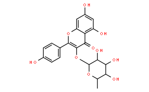 阿福豆苷；山奈酚-3-O--L-吡喃鼠李糖苷