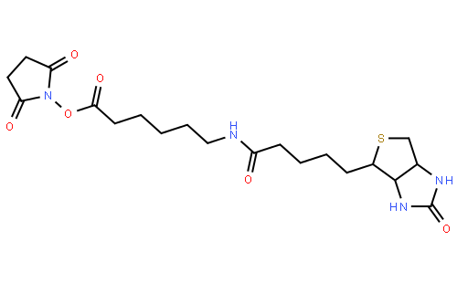 生物素化-epsilon-氨基己酸-N-羟基丁二酰亚胺活化酯