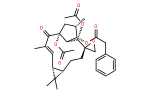 大戟因子L1