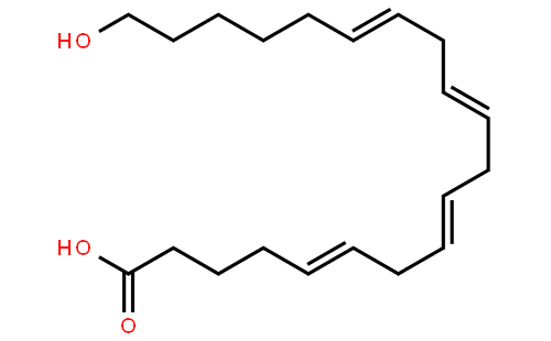 20-HETE