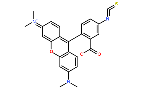 TETRAMETHYLRHODAMINE-5-ISOTHIOCYANATE