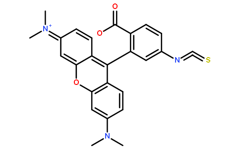 5(6)-Tetramethylrhodamine isothiocyanate