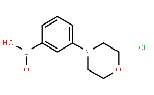 3-嗎啉苯硼酸鹽酸鹽