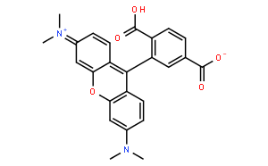 6-Carboxytetramethylrhodamine;6-TAMRA