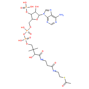 乙酰辅酶A/乙酰辅酶A钠盐/Acetyl CoA